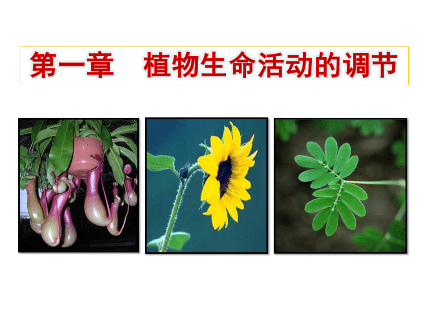 浙科版生物必修三第一章第一节植物激素 课件 （共90张PPT）