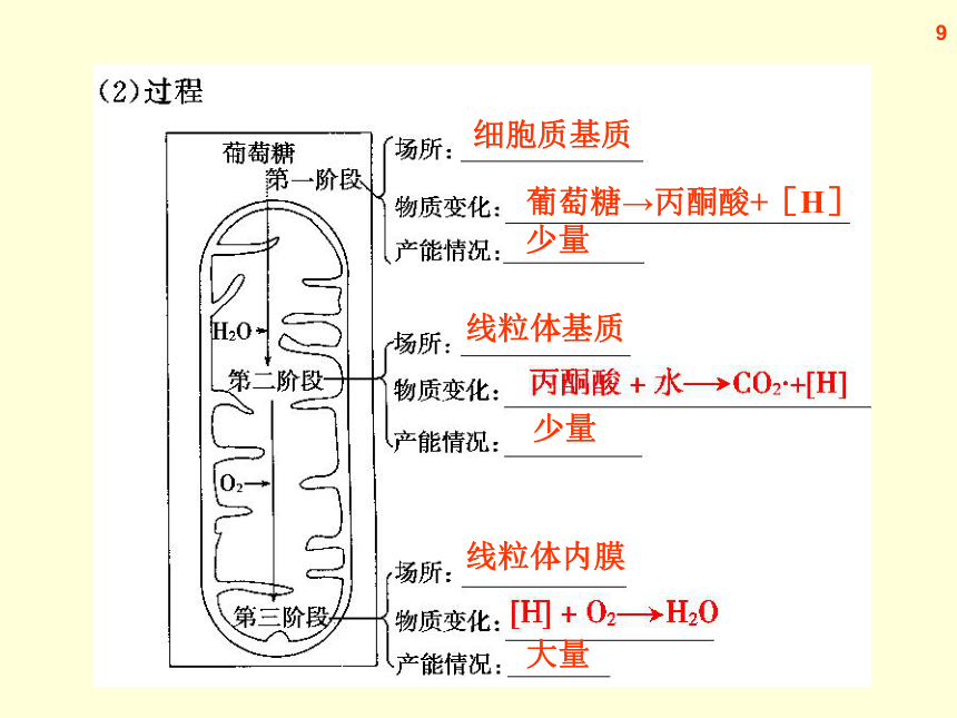 【原创】2013届高三生物复习课件--ATP、细胞呼吸