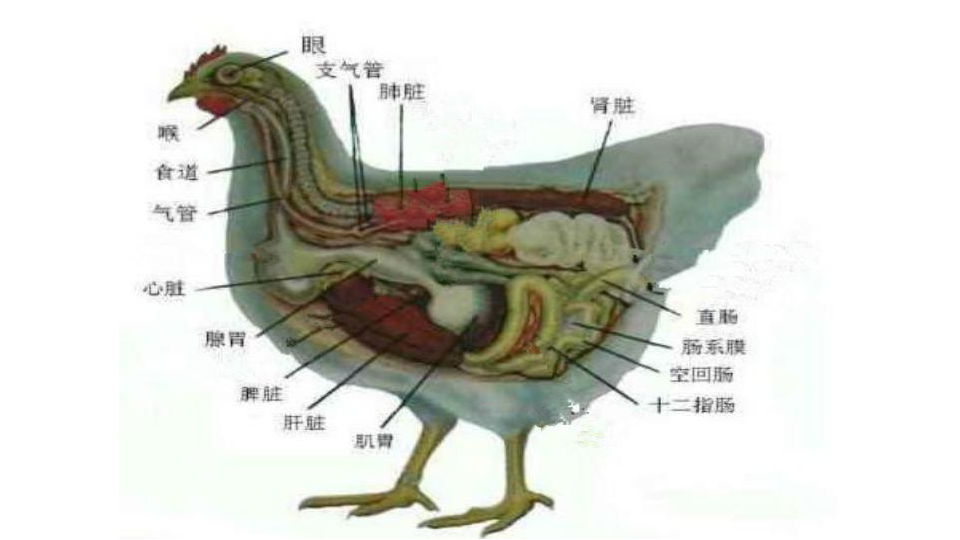 鸡的肌肉结构图片