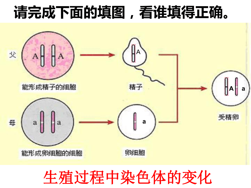 北师大版生物八年级上册 第20章生物的遗传和变异复习课 课件（15张PPT）