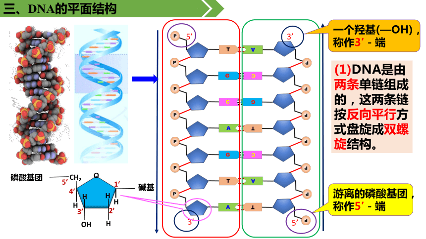 核苷酸7磷酸6脫氧核糖5胸腺嘧啶4鳥嘌呤3腺嘌呤2胞嘧啶1actg