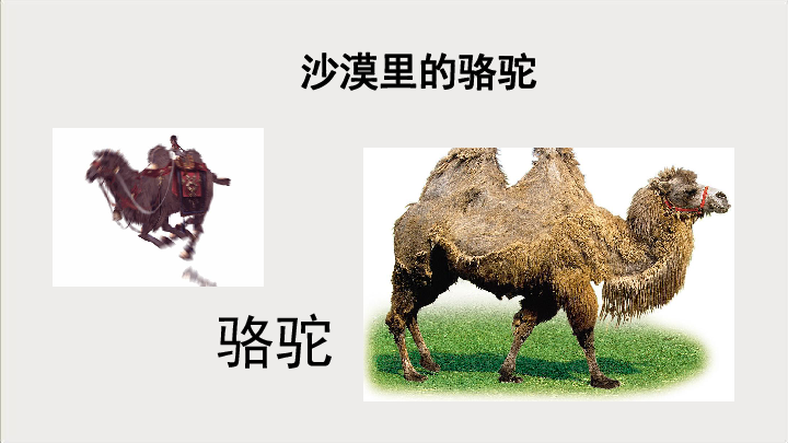 三年级上册美术课外班课件7沙漠里的骆驼全国通用12张幻灯片