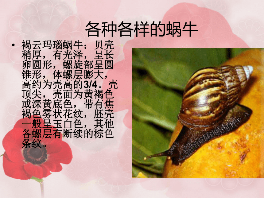 蜗牛的别名性味图片