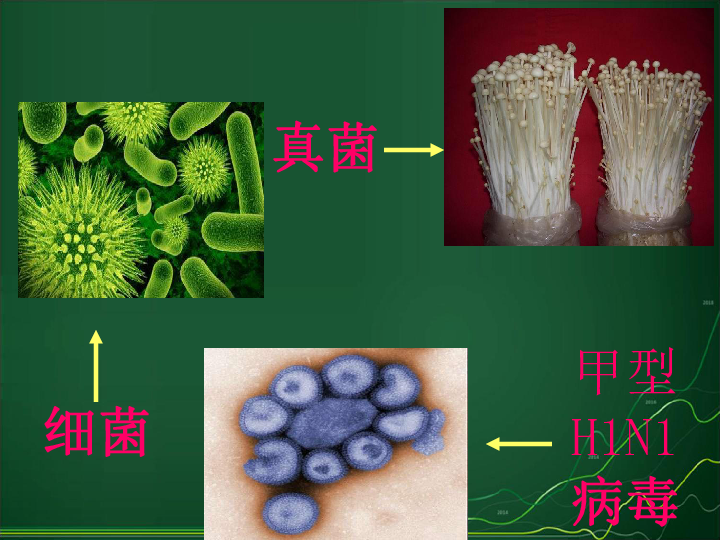 1.1《形形色色的生物》(共19张)