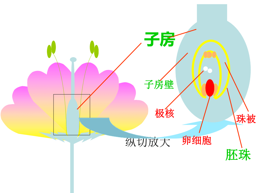 2021—2022学年 人教版生物七年级上册3.2.3 开花和结果  课件(共27张PPT)