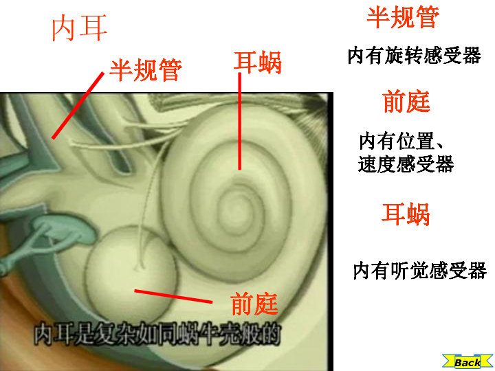 節 耳和聽覺(1)外耳包括:中耳包括:內耳包括:耳廓,外耳道鼓膜,鼓室