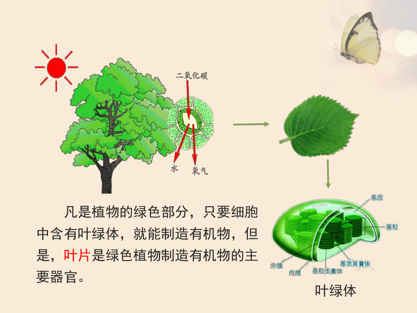 人教版七年级生物上册3.4绿色植物是生物圈中有机物的制造者课件（共22张PPT）