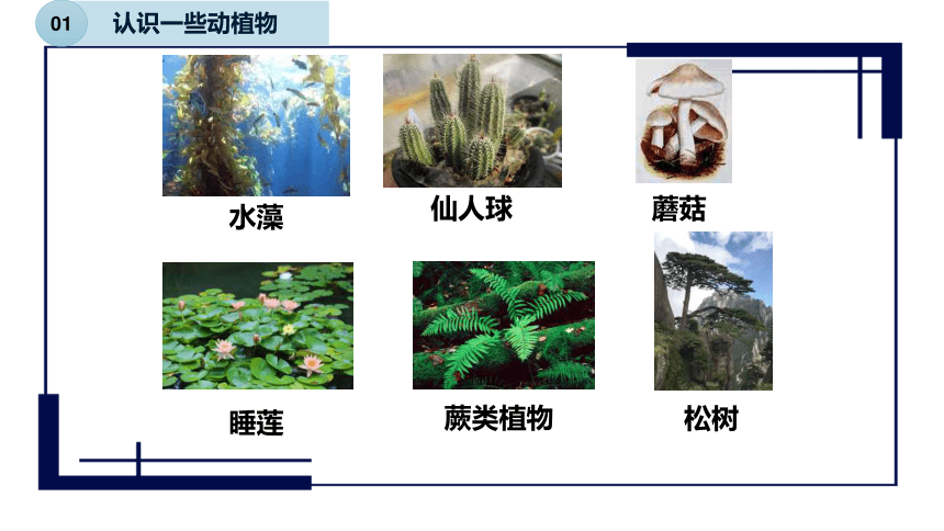 2.2.1认识一些动植物（课件 22张PPT）