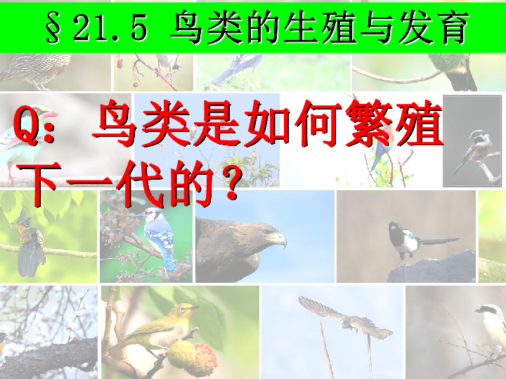 苏教版生物八下21．5《鸟类的生殖和发育》 课件（共24张PPT）