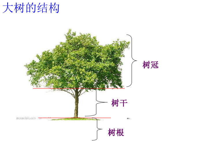 大树的组成部分结构图图片