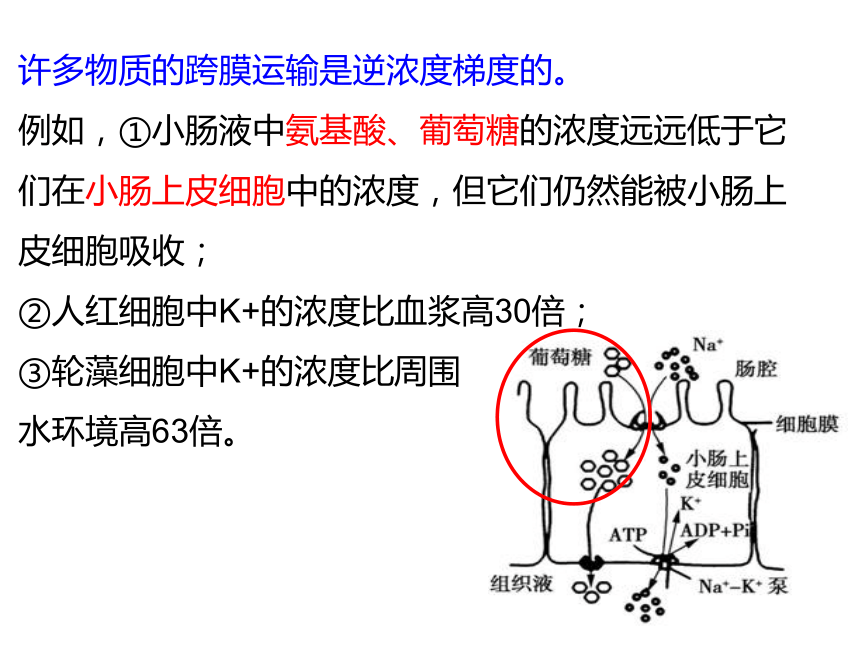 20212022學年高一生物人教版2019必修一42主動運輸與胞吞胞吐課件共23