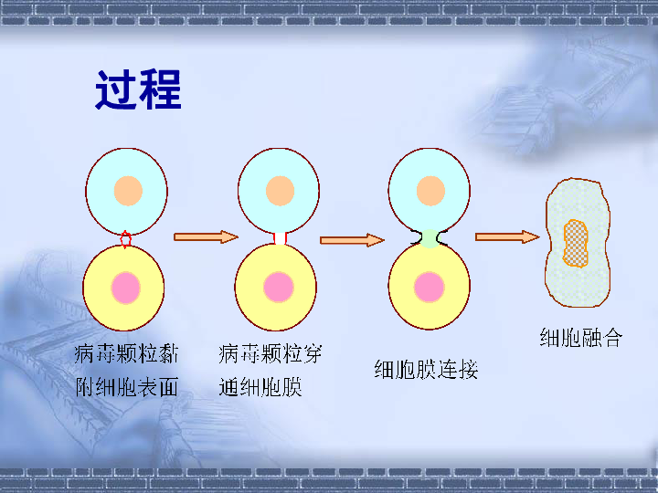 细胞融合图图片