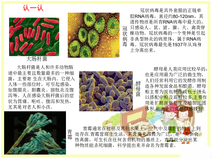 33微生物的生活课件12张ppt