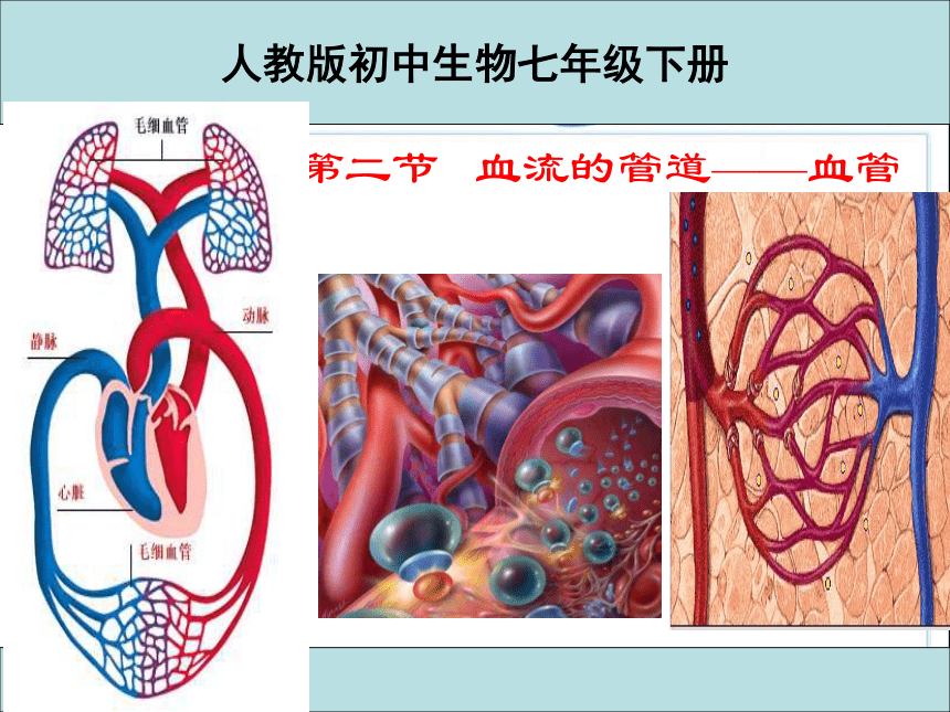 人教版七年级下册生物4.4.2血流的管道——血管 课件(共31张PPT)