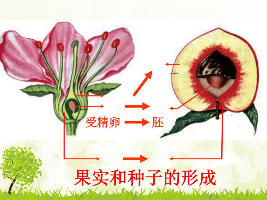2017云南中考试题研究 生物 名师ppt 植物的生殖 复习课件（共32张PPT）
