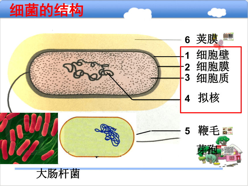 八年级生物上册5.1.1细菌课件（新版）冀教版 (1)  25张PPT