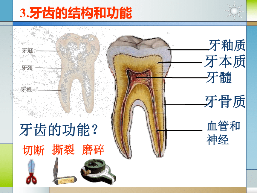 人体新陈代谢[下学期]