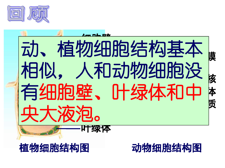 苏教版生物七年级上册3.3细胞分裂与分化(共37ppt)