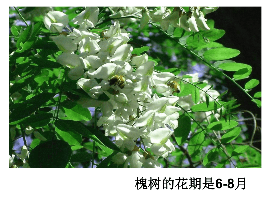 2.3北京的市树和市花