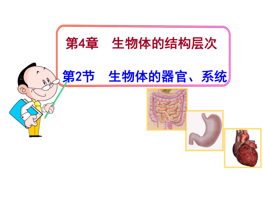 生物体的器官、系统课件(共25张PPT)