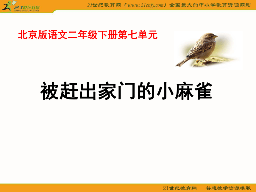 二年级语文下册课件 被赶出家门的小麻雀（北京版）