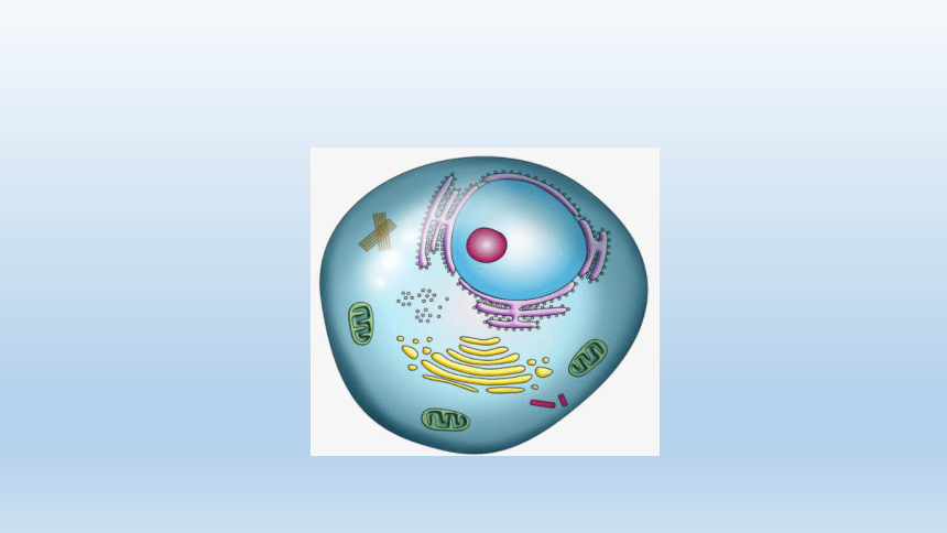 浙科版（2019）生物必修1：2.4《细胞核是细胞生命活动的控制中心》 课件（共18页PPT）