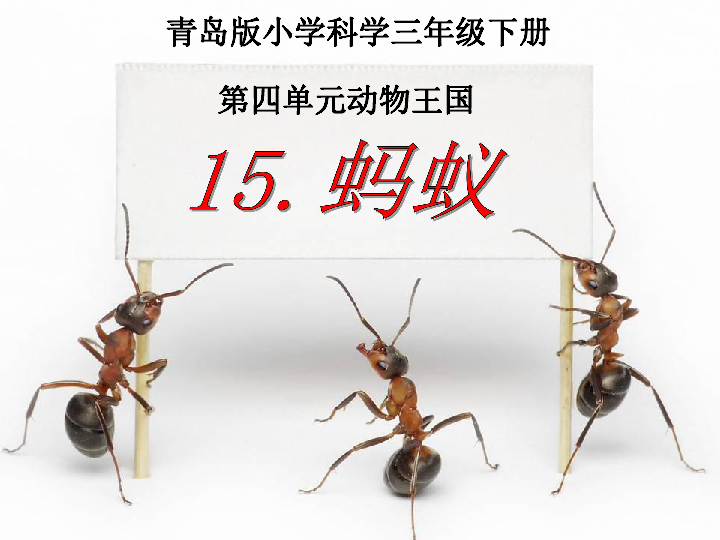 19蚂蚁  课件（26张PPT）