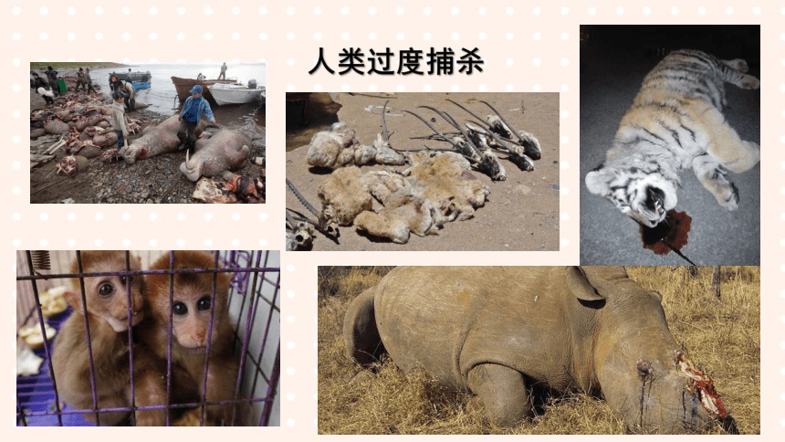保护珍惜动物 pdf