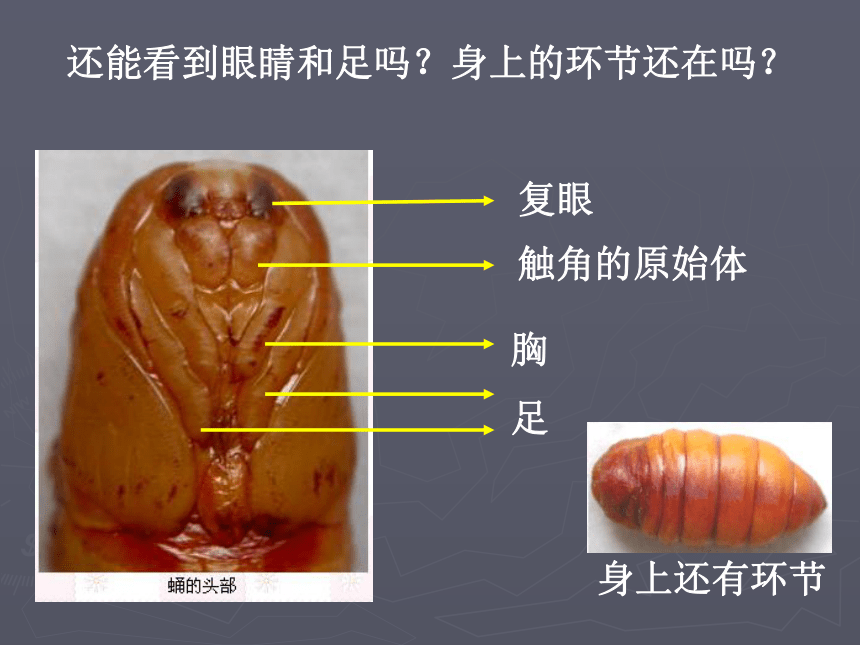 3、蚕变了新模样 课件