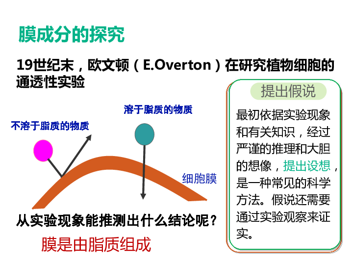 2018-2019学年高一生物人教版必修一生物膜的流动镶嵌模型课件（27张PPT）