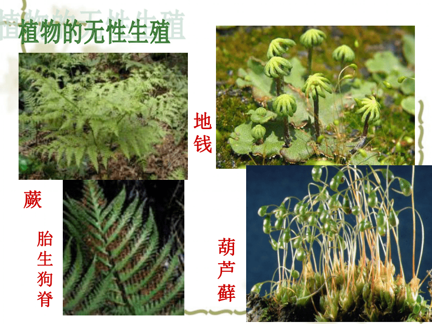 第5节 植物生殖方式的多样性(2)