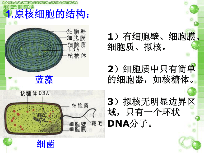 人教版高中生物必修一第一章第二节细胞多样性和统一性(20张)