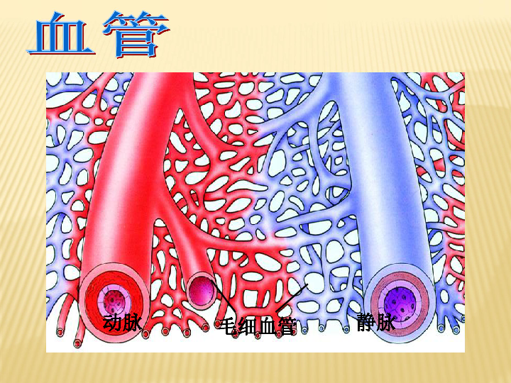 苏教版七下生物 10.2人体内的血液循环课件（21张PPT）