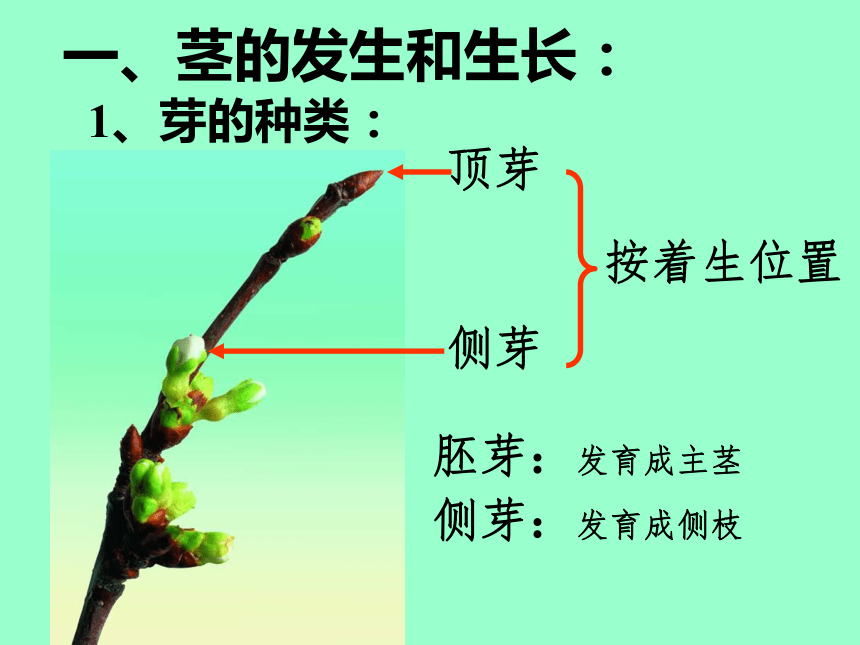 4.1 绿色开花植物的营养器官（茎）