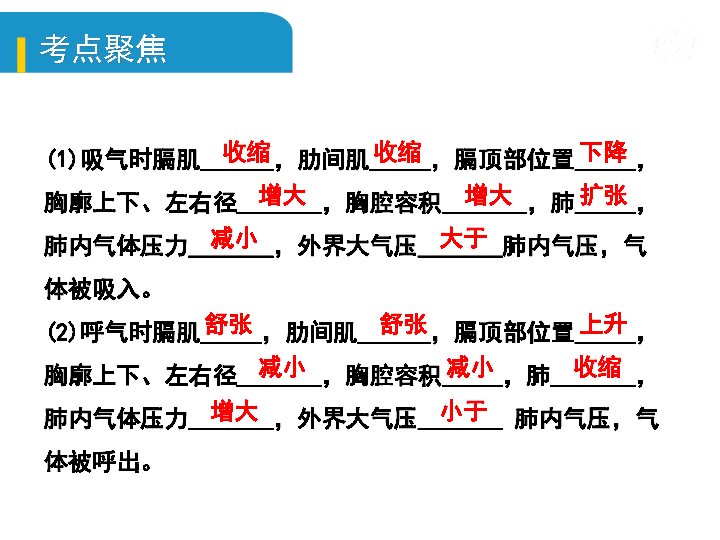 2020年中考生物基础知识复习：五、生物圈中的人（二）人体生命活动的能量供给(21张ppt)