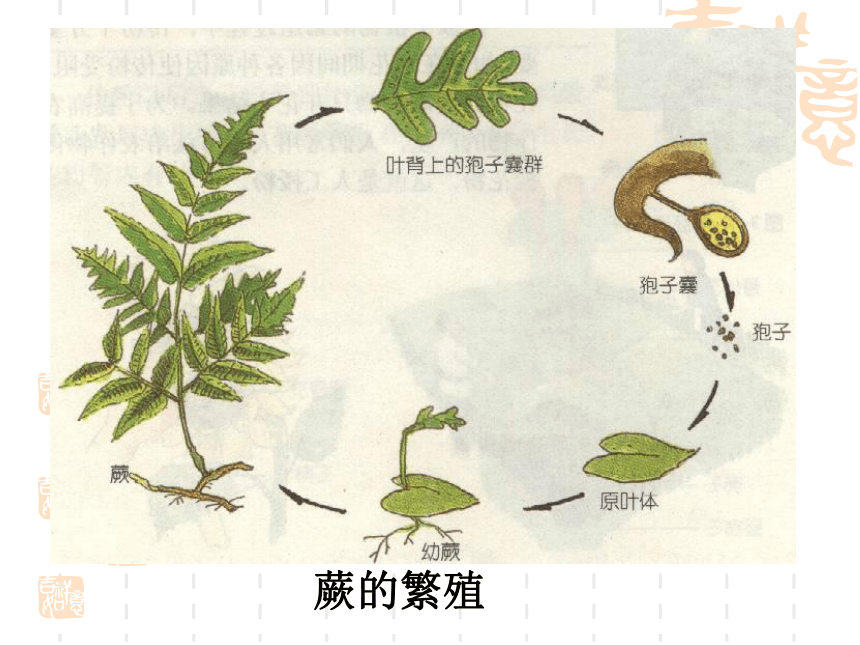 绿色开花植物的生殖--无性生殖课件（48PPT）