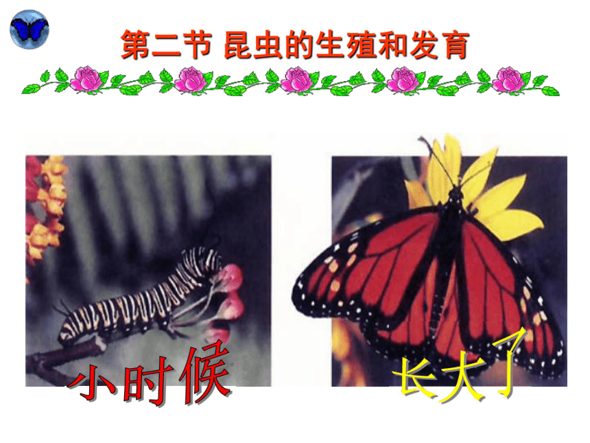 人教版八下第七单元第一章第二节昆虫的生殖和发育（共30张PPT）