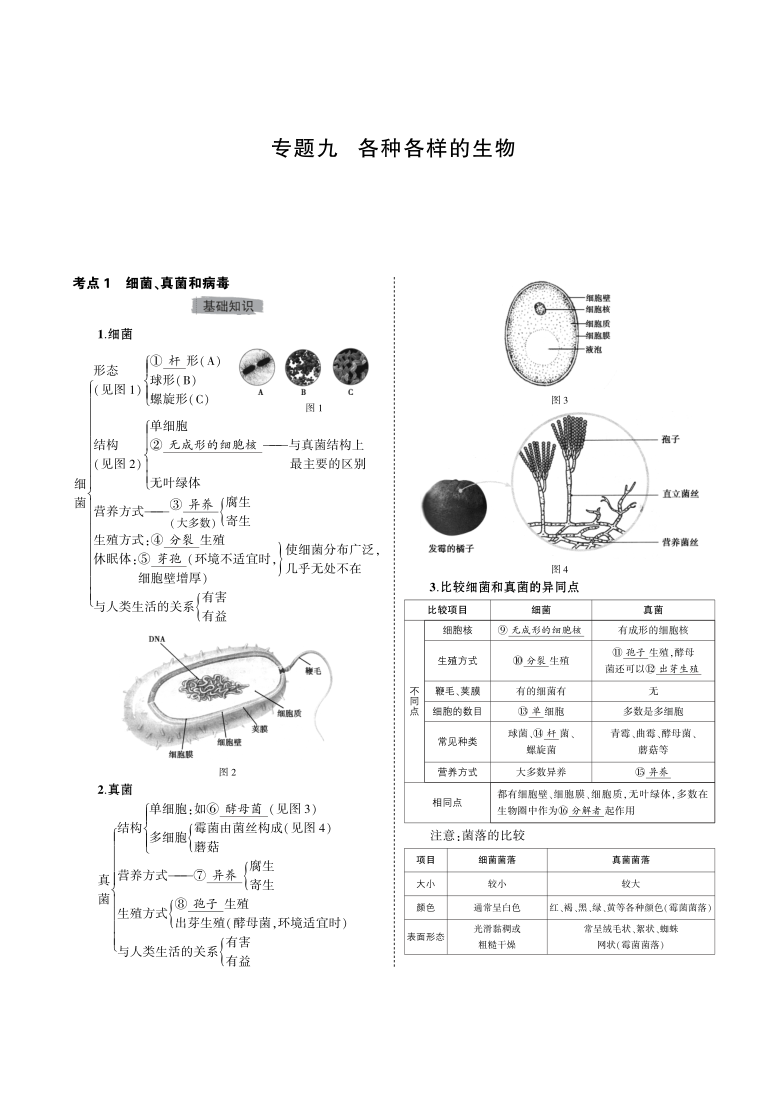 【备战中考】2021年生物知识点汇总 专题九 各种各样的生物
