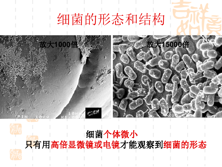 六年级下册科学课件- 《细菌》 北京版   (共17张PPT)