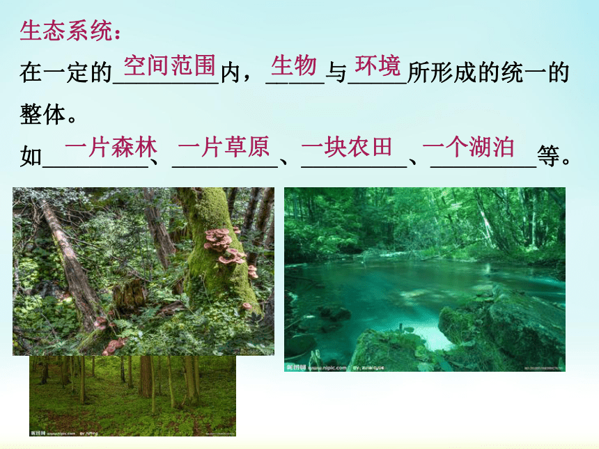 1.2.2  生物与环境组成生态系统 课件（共28张PPT）