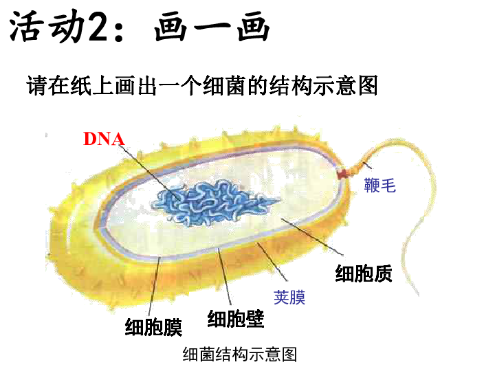 细菌细胞结构简图图片