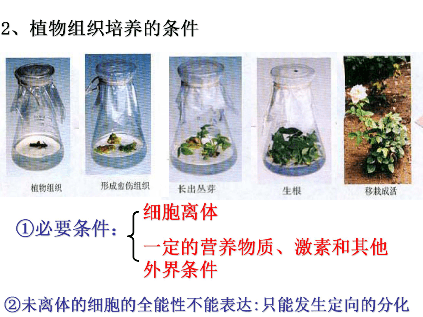 人教版选修1专题3课题1菊花的组织培养（共61张PPT）