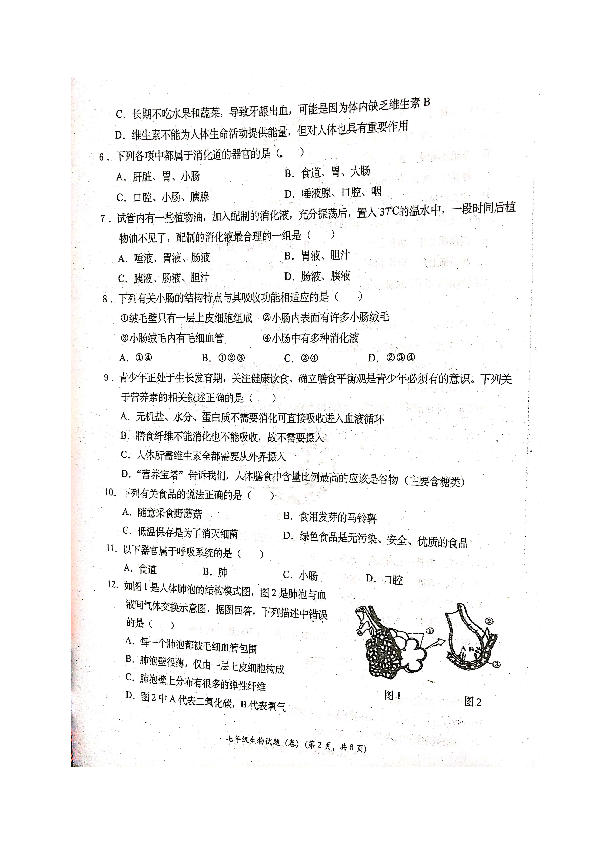 陕西省宝鸡市凤翔县2018-2019学年七年级下学期期末考试生物试题（图片版 含答案）