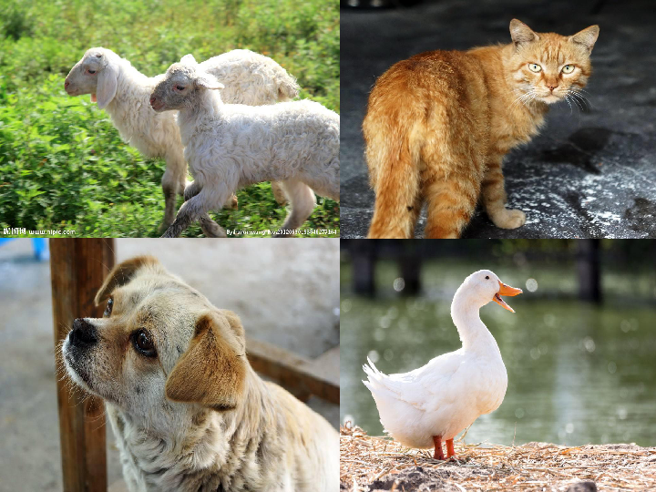 14可爱的动物 课件（15张幻灯片）