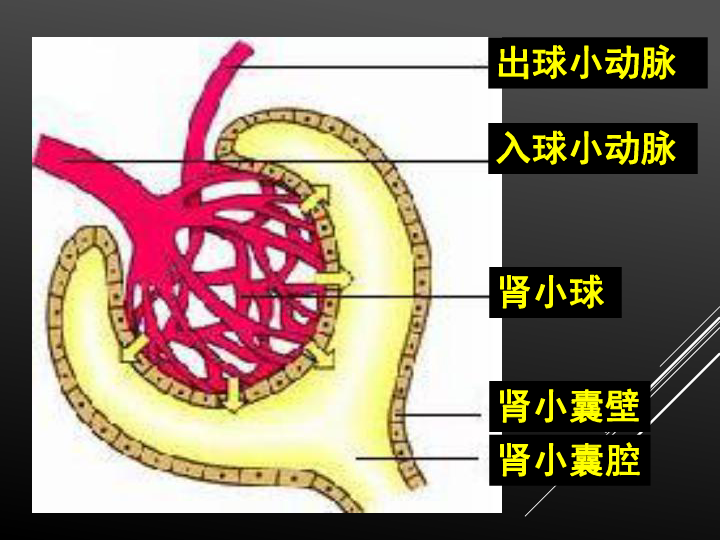 2尿液的形成与排出课件18张ppt