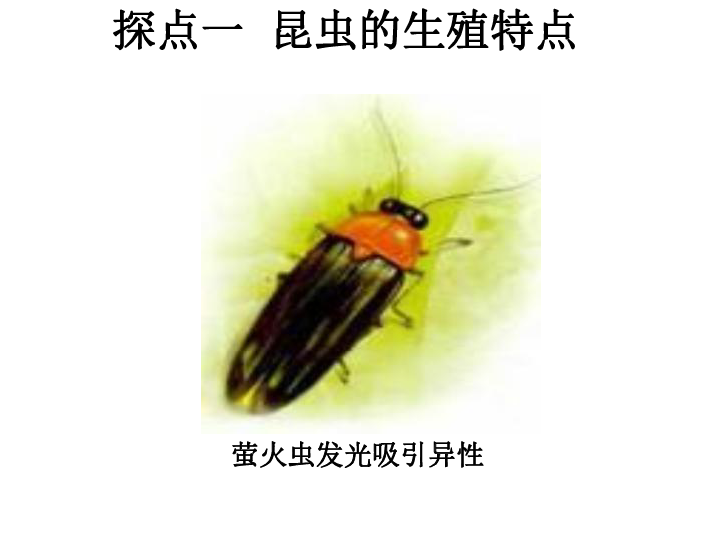 4.2.1《昆虫生殖和发育》（23张PPT）