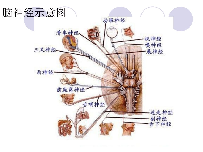 脑与神经课件PPT下载4 青岛版科学五年级下册课件