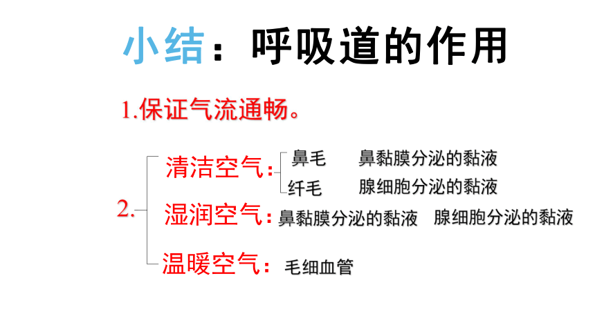 31呼吸道對空氣的處理課件共37張ppt