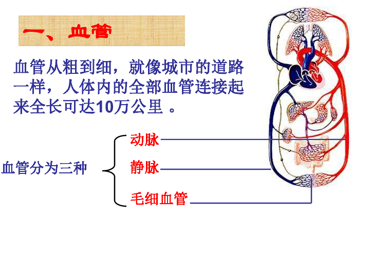 冀教版七年级下册生物 2.2物质运输的器官 课件（19张PPT）