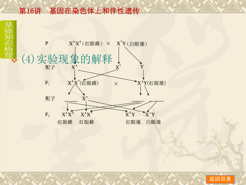 【新课标人教通用，一轮基础查漏补缺】第16讲 基因在染色体上和伴性遗传 （54ppt）